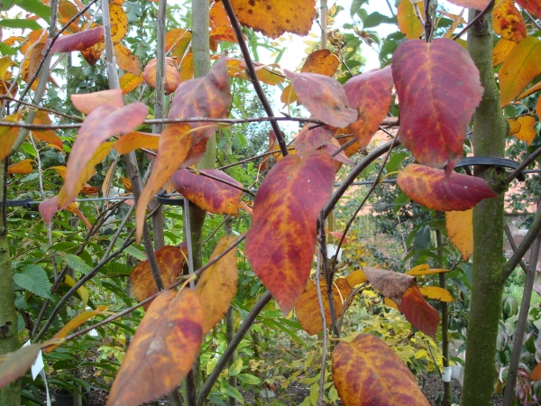 Amelanchier laevis Snowflakes 