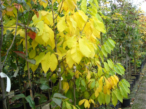 Asimina triloba