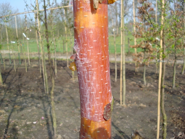 Betula albosinensis Fascination