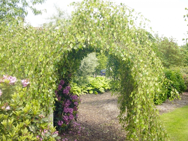 Betula pendula Youngii