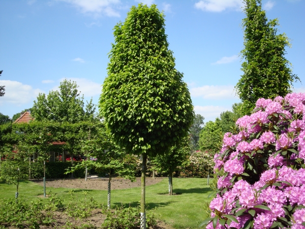 Carpinus betulus Columnaris Nana