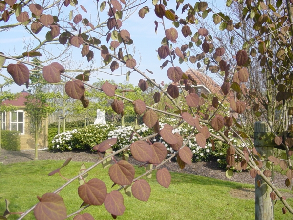 Cercidiphyllum japonicum