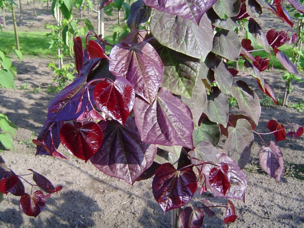 Cercis canadensis Forest Pansy