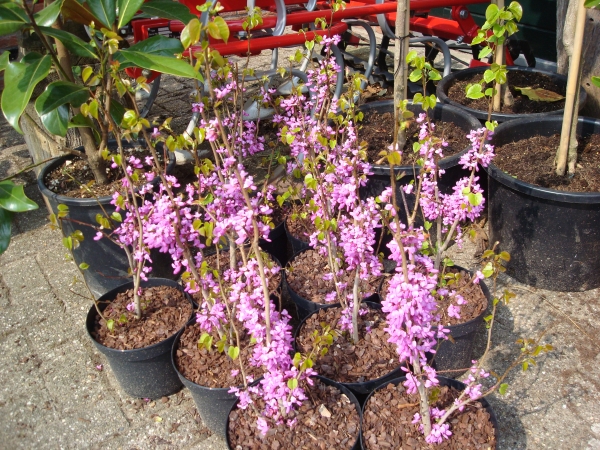 Cercis chinensis Avondale