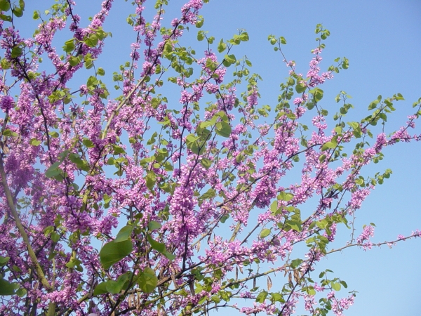 Cercis siliquastrum