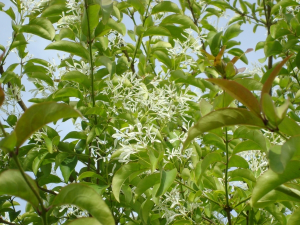 Chionanthus retusus