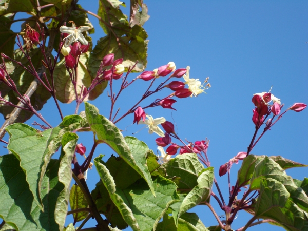 Clerodendrum trichotomum var. fargesii