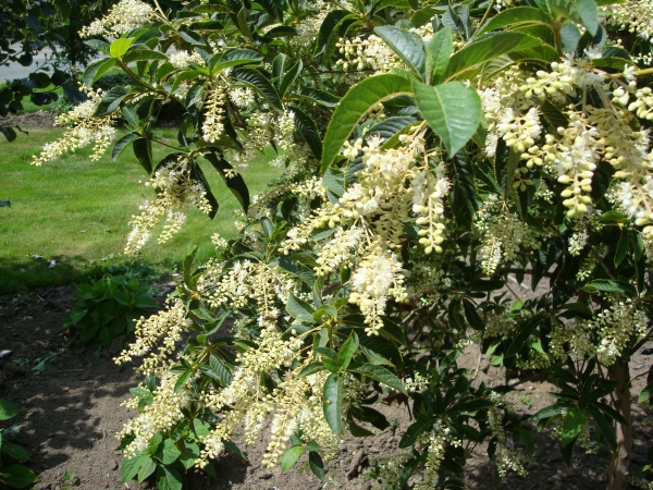 Clethra barbinervis