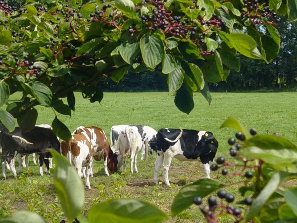 Cornus controversa