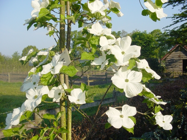 Cornus X Eddie s White Wonder