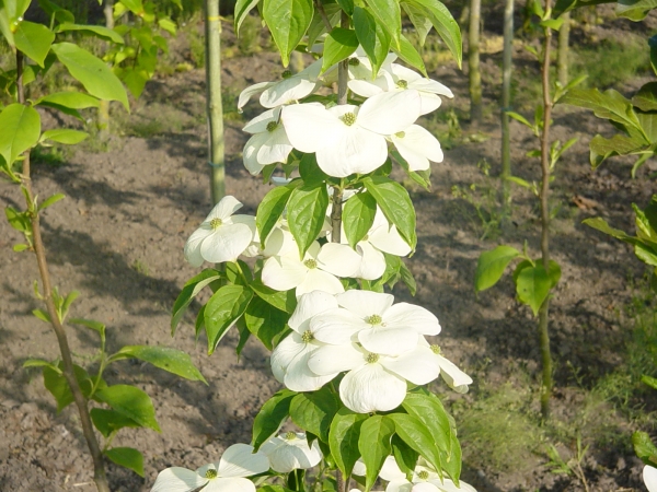 Cornus X Galaxy 