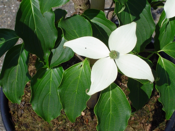 Cornus kousa