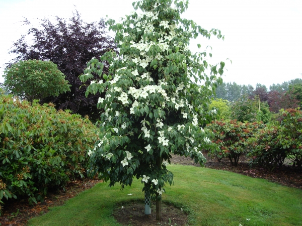 Cornus kousa China Girl