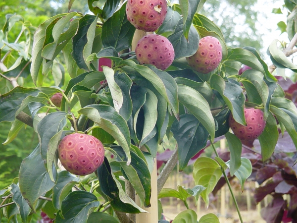 Cornus kousa chinensis