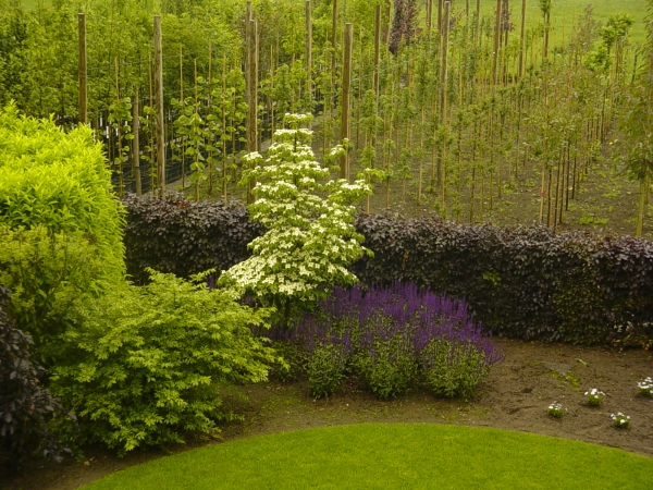 Cornus kousa Milky Way