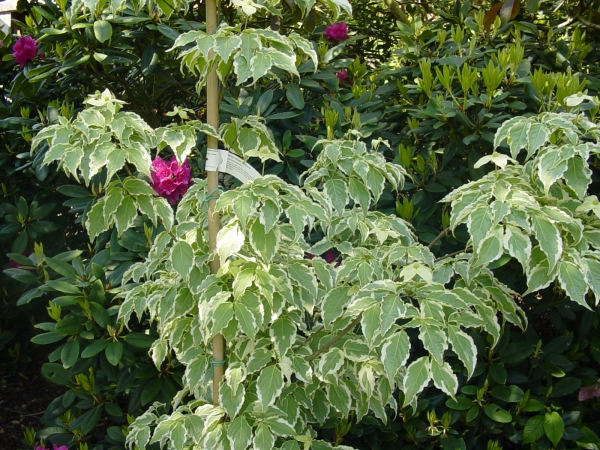 Cornus kousa Samzan