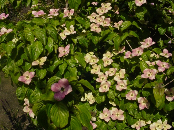 Cornus kousa Satomi