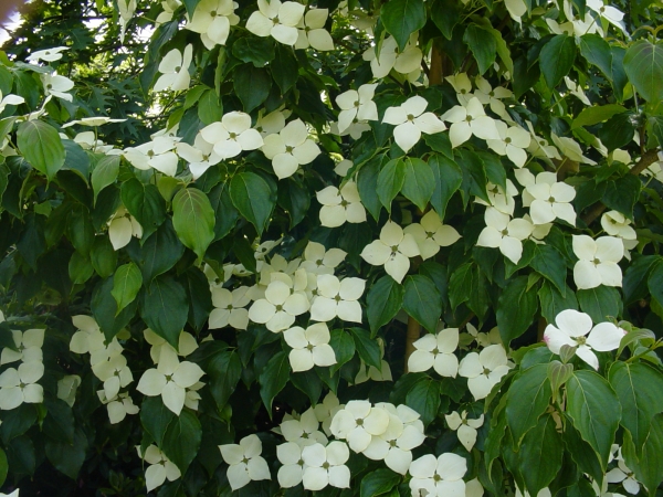 Cornus kousa Schmetterling