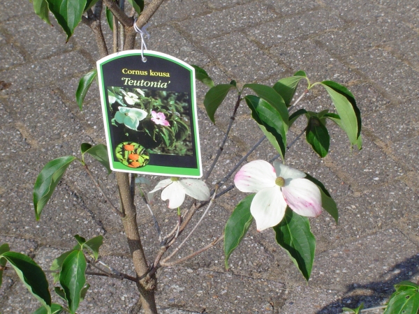 Cornus kousa Teutonia