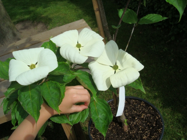 Cornus kousa Venus ®