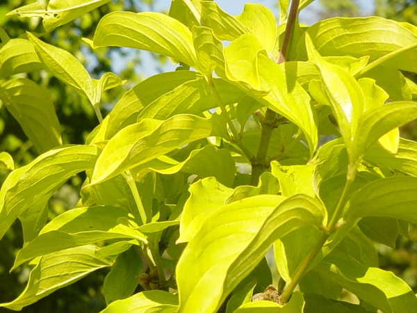 Cornus mas Aurea