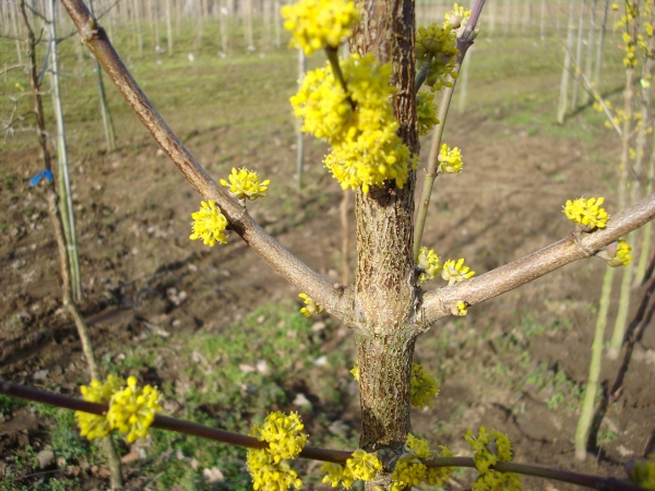 Cornus mas Golden Glory
