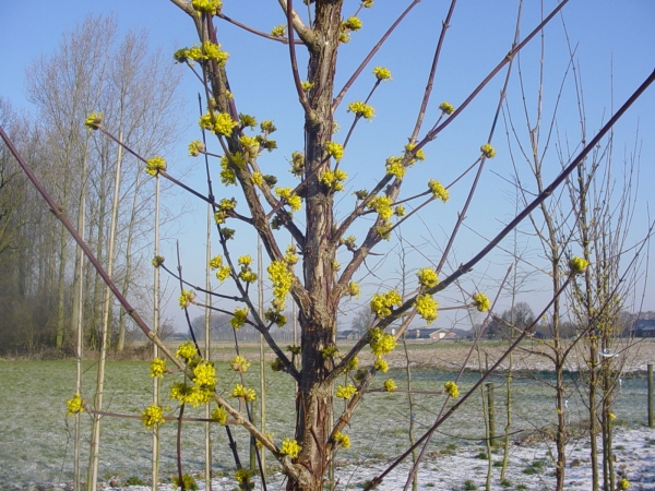 Cornus officinalis