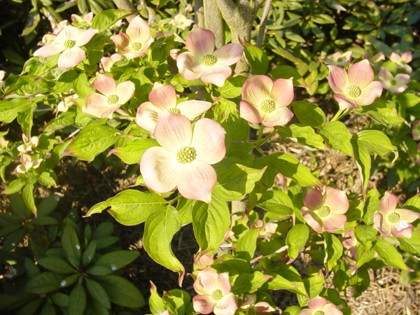 Cornus X Stellar Pink