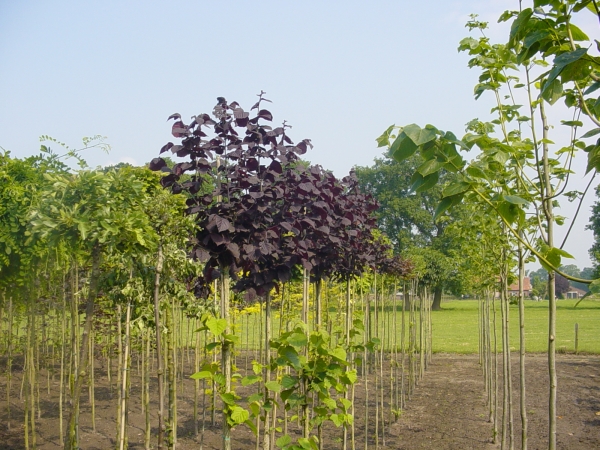 Corylus avellana Anny Red Dwarf