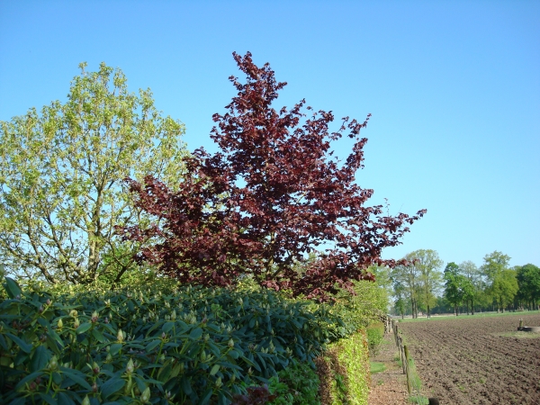 Corylus colurna Te Terra Red