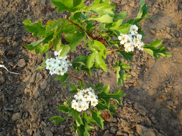 Crataegus pinnatifida major