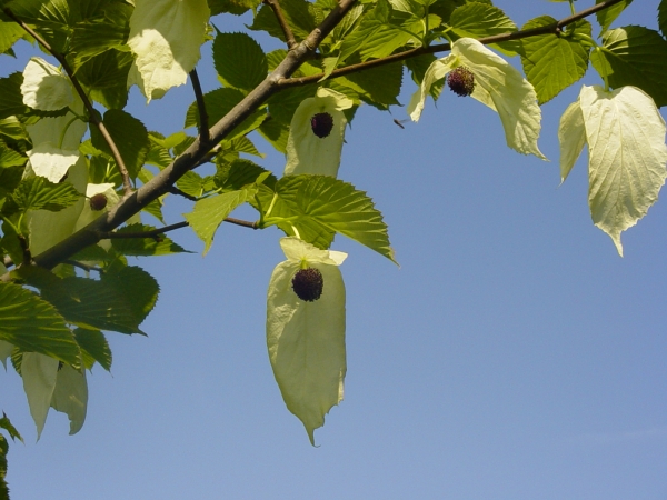 Davidia involucrata 