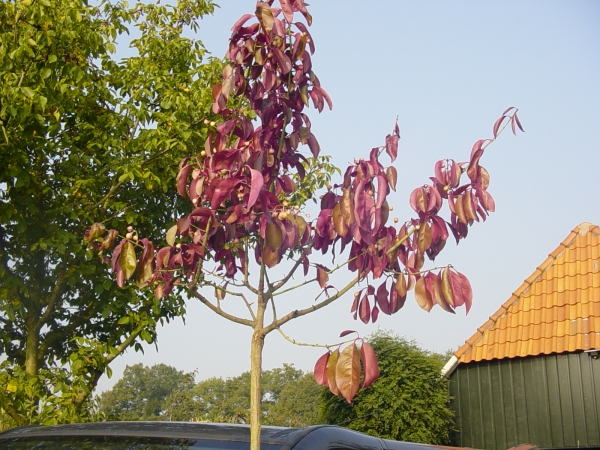 Euonymus grandiflorus Ruby Wine ®