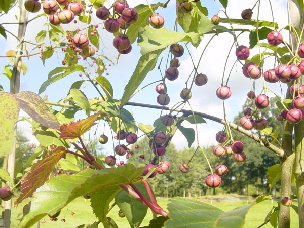 Euonymus oxyphyllus