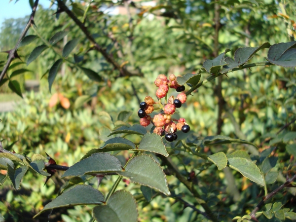 Zanthoxylum americanum