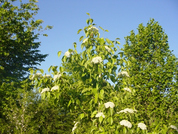 Viburnum lentago