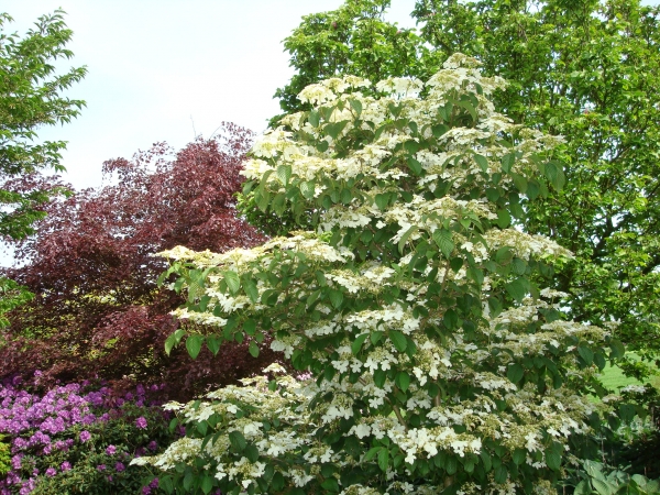 Viburnum plicatum Watanabe 