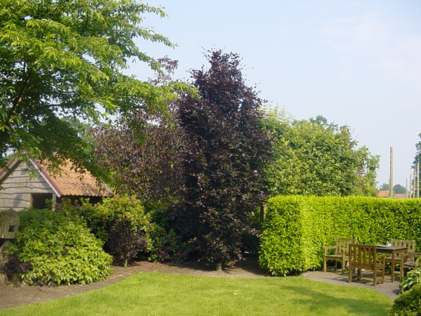 Fagus sylvatica Red Obelisk