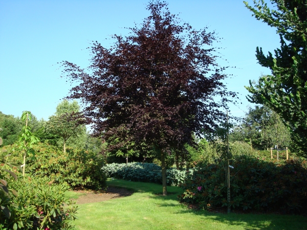 Fagus sylvatica Riversii