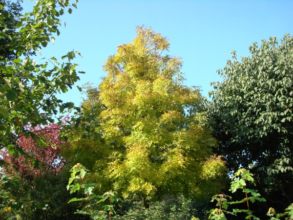 Fraxinus excelcior Allgold