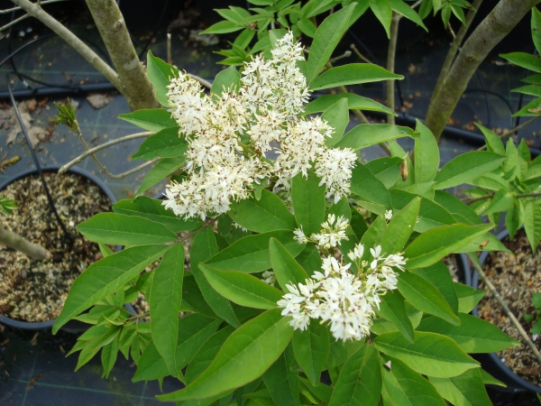 Fraxinus sieboldiana