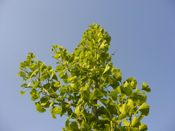 Ginkgo biloba Princeton Sentry