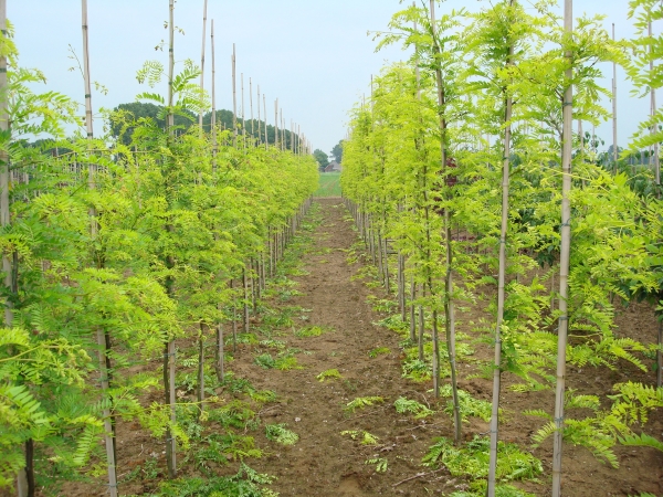 Gleditsia triacanthos Sunburst