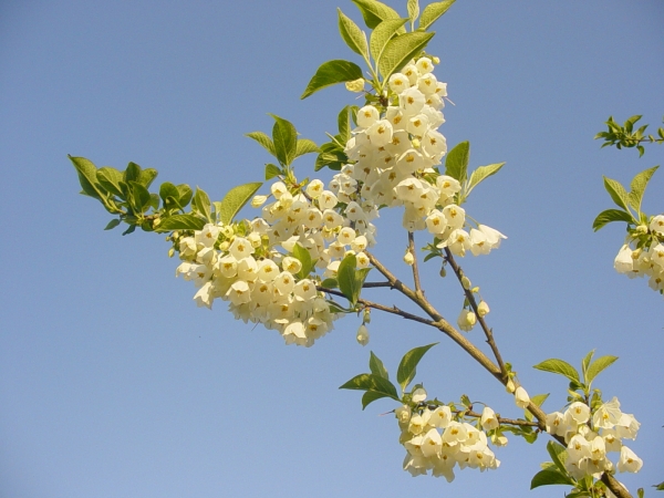 Halesia carolina