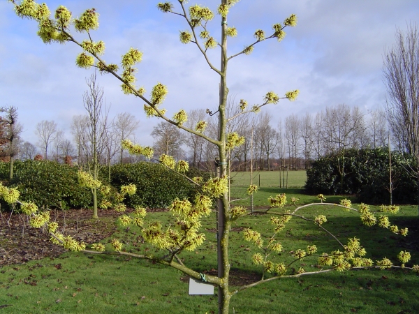 Hamamelis intermedia Pallida