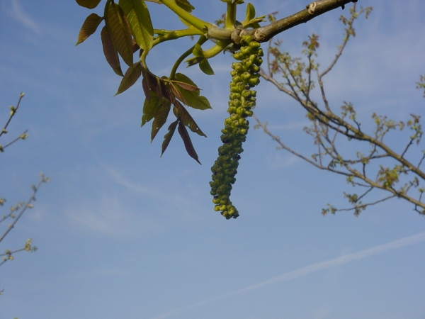 Juglans regia