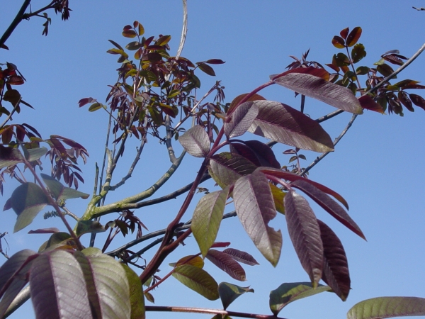 Juglans regia Purpurea