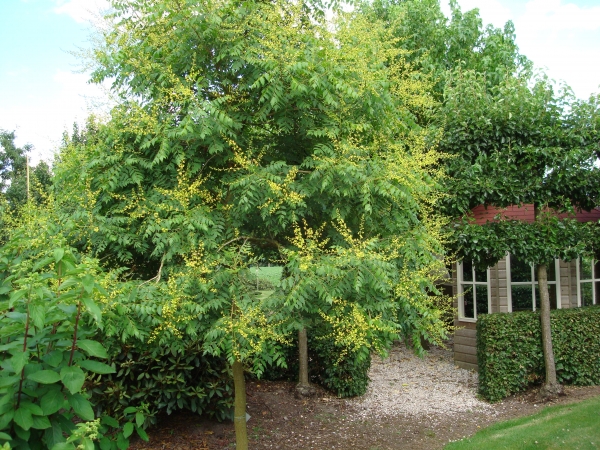 Koelreuteria paniculata