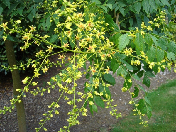 Koelreuteria paniculata