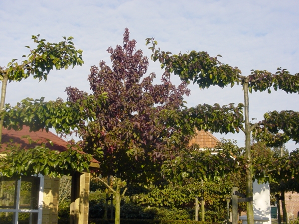 Liquidambar styraciflua Lane Roberts